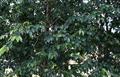 Flacourtia rukam